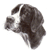 Pointer head Study No 1