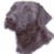 Black Labrador 4