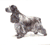 cocker spaniel blue roan No.4