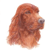 Irish Setter N0 3
