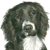 Working Cocker Spaniel 2