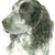 Working Cocker Spaniel 3