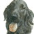 Flat Coated Retriever No 2