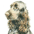 Field Spaniel No3