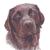 Chocolate Labrador