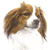 Kooikerhondje