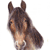 Shire horse
