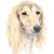 Saluki