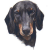 Smooth Haired Dachshund