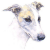 Whippet
