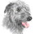 Deerhound