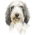 Basset Griffon Vendeen ( Petit )