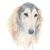 Saluki No.2