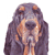 Basset Hound