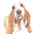 Basset Hound 2