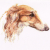 Borzoi