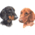 Pair Dachshunds