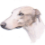 Greyhound