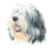 Polish Lowland Sheepdog