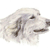 Pyrenean Mountain Dog 2