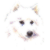 Samoyed