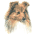 Shetland Sheepdog