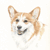 Welsh Corgi Pembroke