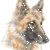 Belgian Shepherd Tervueren