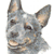 Australian Cattle dog 