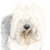 Old English Sheepdog