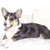 Welsh Corgi(Cardigan)