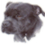Staffordshire Bull Terrier