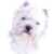 West Highland Terrier 2