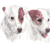 Pair Parson Russell Terriers