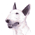 Bull Terrier