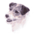 Jack Russell