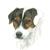 Parson Russell Terrier