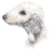 Bedlington Terrier