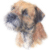 Border Terrier