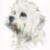 Dandie Dinmont Terrier