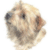 Norfolk Terrier