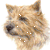 Norwich Terrier
