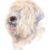 Soft Coated Wheaten Terrier