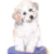 Innocence Bichon Frise