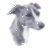 Italian Greyhound