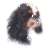 King Charles Spaniel