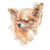 Long Haired Chihuahua