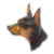 Mini Pinscher