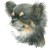 Long Haired Chihuahua No 2