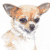 Smooth Coat Chihuahua